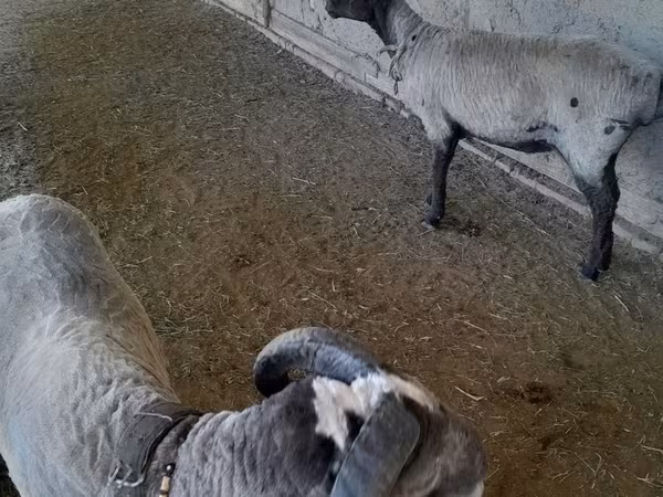 Ovejas (lote, sexo no especificado), Merino sheep