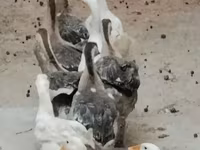 कुबान — फ़ोटो 1