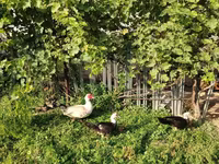 Turkeys — Foto 3