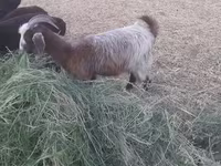 عنزة, Alpine goat — الصورة 1