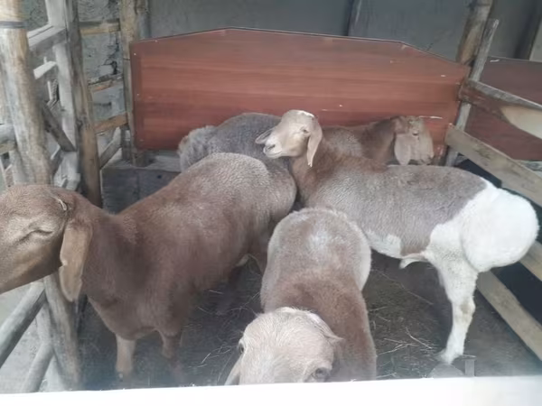 Carnero, Ovejas