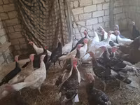 Blanca de pechuga ancha — foto 3