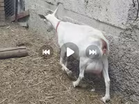 Cabra, Saanen goat — foto 2