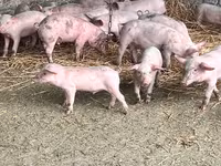 Sow, Датский ландрас — photo 4