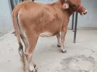 بقرة, الماشية — الصورة 1