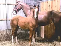 Horse (M), Dutch warmblood horse — photo 2