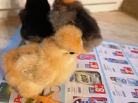 Chickens — photo 5