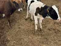 Bull, Cattle — photo 3
