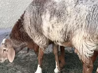 Ram, Rhon sheep — photo 2