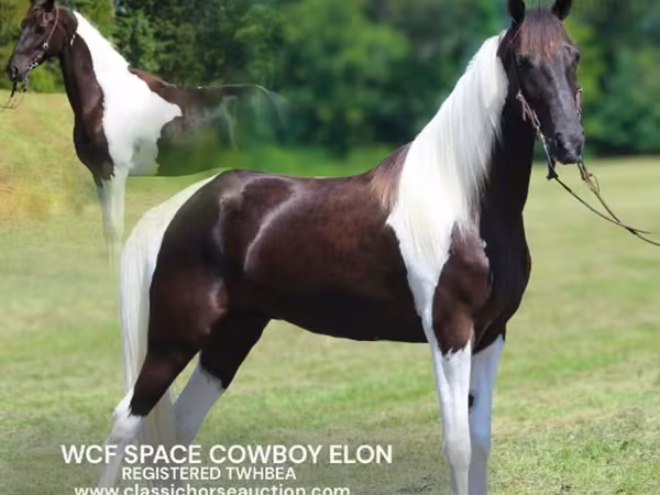 Caballo, Tennessee Walking Horse