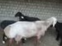 كبش, Edilbay sheep — الصورة 6