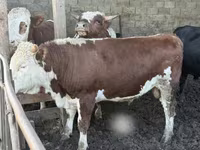 Toro, Simmental cattle — foto 5