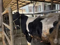 Bulle, Russian Black pied cattle — Foto 1