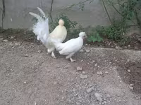 Japanese Bantam — photo 5