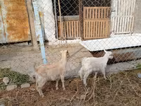 Cabra, Saanen goat — foto 2