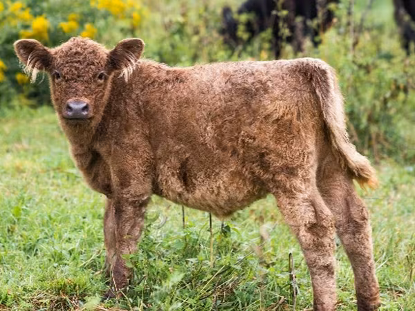 母牛, Galloway cow