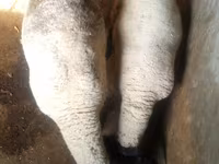 Ram, White Suffolk sheep — photo 3