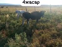 母牛, Latvian Blue cattle — 照片 1