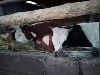 Toro, Simmental cattle — foto 4