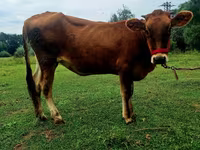 गाय, अलाताऊ नस्ल — फ़ोटो 2