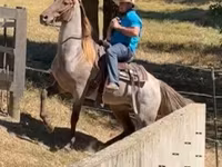 Caballo, Rocky Mountain Horse — foto 3