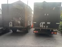 Carnero, Ovejas — foto 4