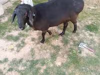 Ram, Sheep — photo 3