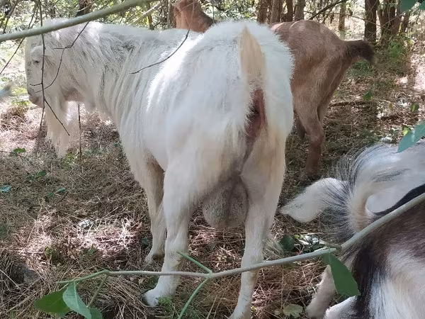 Козёл, Ламанча коза