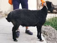 Sheep, Arabi sheep — photo 2