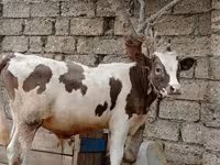 Cattle (batch, sex not specified), Cattle — photo 4