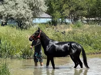 Horse (M), Karachay horse — photo 1