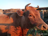 بقرة, Swiss cattle — الصورة 5