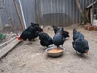 Australorp — photo 3