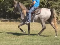 Caballo, Rocky Mountain Horse — foto 2
