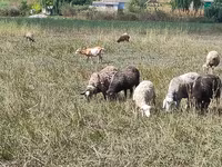 भेड़, Romanov sheep — फ़ोटो 1