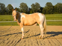 Horse (M), American paint horse — photo 4