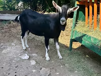 تيس, Alpine goat — الصورة 1