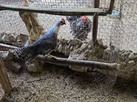 Chickens — photo 3