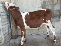 Bulle, Simmental cattle — Foto 4