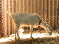 ماعز (دفعة، الجنس غير محدد), Saanen goat — الصورة 2