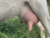 عنزة, Saanen goat — الصورة 2