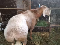 Ram, Rambouillet sheep — photo 2