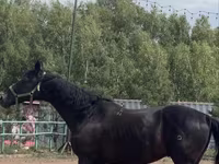 घोड़ा, Trakehner — फ़ोटो 2