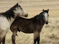 Caballo, Caballos — foto 5