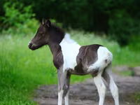公马, American shetland pony — 照片 3