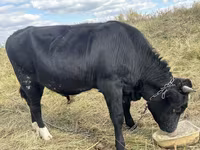 Bull, Aberdeen-Angus — photo 1