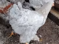 Brahma — photo 7