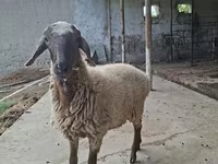 Ram, Blackheaded Persian sheep — photo 5
