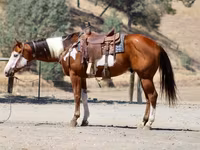 حصان, American paint horse — الصورة 7