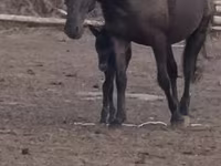 فرس, Kazakh horse — الصورة 1